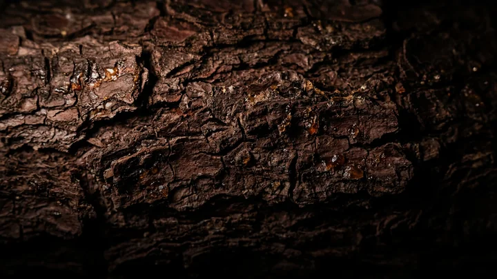 Pine bark texture